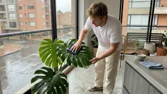 Cómo limpiar las hojas de tu monstera para que vuelva el brillo natural